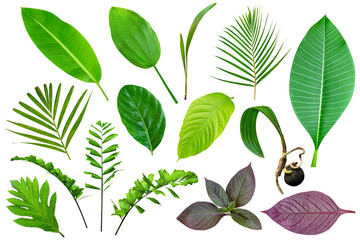 collection various of green leaves pattern for nature concept,set of tropical leaf isolated