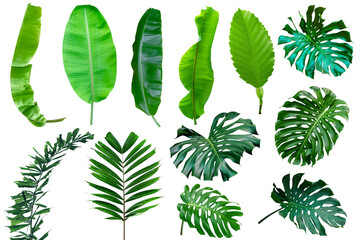 collection various of green leaves pattern for nature concept,set of tropical leaf isolated - obrazy, fototapety, plakaty