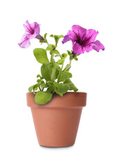 Beautiful petunia in terracotta flower pot isolated on white