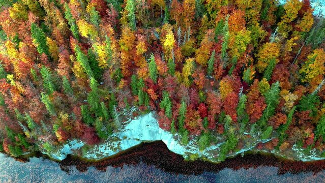 Above View Of Conifer Trees With Autumnal Foliage In Lake Toplitz, Austria. Aerial Topdown Shot