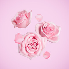 Beautiful pastel roses and petals falling on pink background