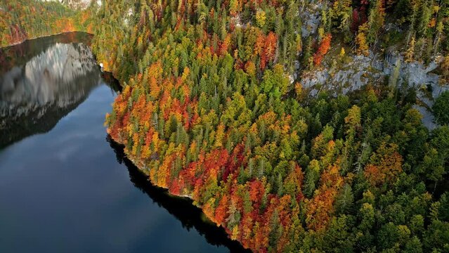 Vibrant Autumn Forest At The Mountains In Lake Toplitz, Austria. Aerial Shot