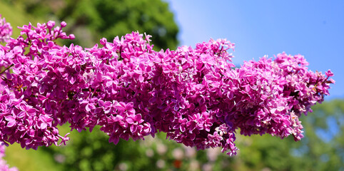 Syringa vulgaris (lilac or common lilac) is a species of flowering plant in the olive family...