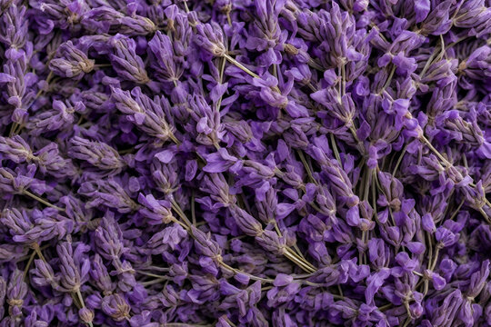 Background texture of dried lavender flower