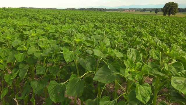 Young common sunflower in agricultural field. Green and unripe helianthus in Germany Bavaria. Field of unripe sunflowers in Deutschland. Agriculture, cultivation of land, cropping, farming in europe. 