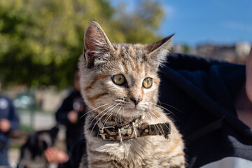 Tiny Cat with yellow eyes being held and looking around