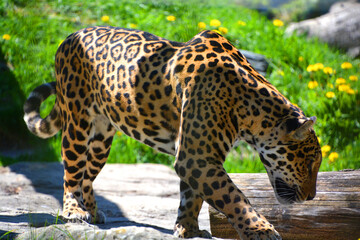 Amur leopard is a leopard subspecies native to the Primorye region of southeastern Russia and the Jilin Province of northeast China.