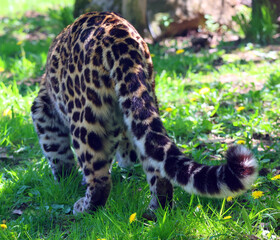 Amur leopard is a leopard subspecies native to the Primorye region of southeastern Russia and the Jilin Province of northeast China.