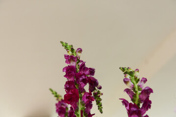 flowers on the wall, snapdragon, fishmouth, purple flower, exotic flower, natural flowers on white background, white background