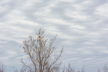 An overcast sky filled with clouds with a ripple pattern and a solitary winter tree stripped of its leaves in the foreground.