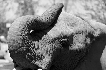 African elephants are elephants of the genus Loxodonta. The genus consists of two extant species: the African bush elephant, L. africana, and the smaller African forest elephant,
