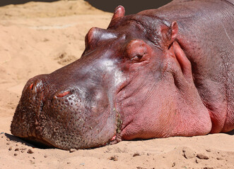 Hippopotamus (Hippopotamus amphibius), or hippo, from the ancient Greek for "river horse" , is a large, mostly herbivorous mammal in sub-Saharan Africa.