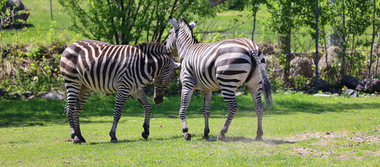 Burchell's zebra is a southern subspecies of the plains zebra. It is named after the British...