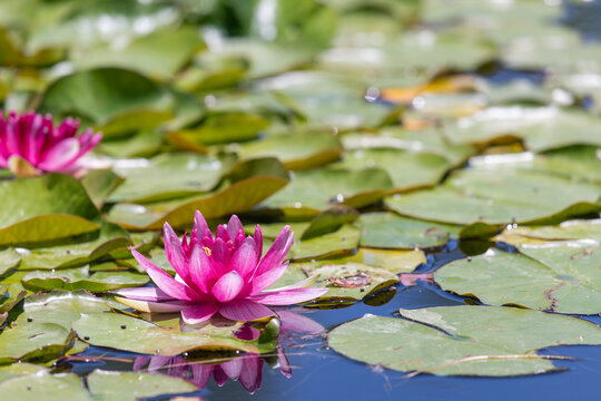 A pink water lily in direct sunlight on a bed of green lily pads. 