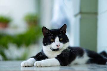 
A beautiful and lazy cat