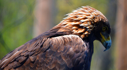 The golden eagle (Aquila chrysaetos) is one of the best-known birds of prey in the Northern...