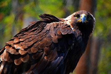 The golden eagle (Aquila chrysaetos) is one of the best-known birds of prey in the Northern Hemisphere. It is the most widely distributed species of eagle