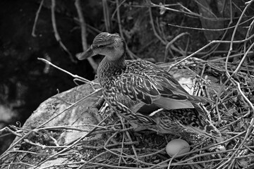 Mallard or wild duck (Anas platyrhynchos) is a dabbling duck which breeds throughout the temperate and subtropical Americas, Eurasia, and North Africa, 