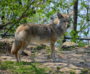 Naklejka na ściany i meble The coyote, also known as the American jackal, brush wolf, or the prairie wolf, is a species of canine found throughout North and Central America