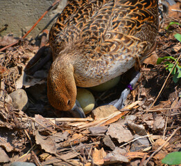 Female mallard taking care of her eggs in spring saison Montreal Quebec Canada North America