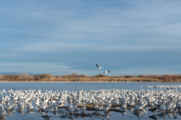 A flock of Snow Geese roosting on the banks of a lake in New Mexico during their winter migration.