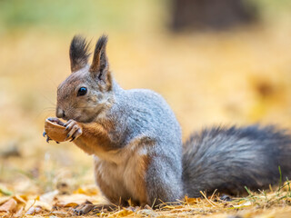 Autumn squirrel with nut sits on green grass with fallen yellow leaves