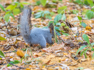 Squirrel in autumn hides nuts on the green grass with fallen yellow leaves