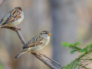 Sparrow sits on a branch without leaves.