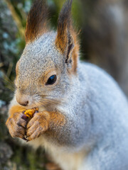 Obraz premium The squirrel with nut sits on a branches in the spring or summer. Portrait of the squirrel close-up