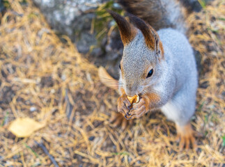 Autumn squirrel with nut sits on green grass with fallen yellow leaves