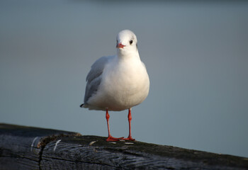 ゆりかもめ　都鳥