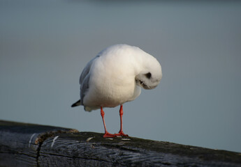 Obraz premium ゆりかもめ 都鳥