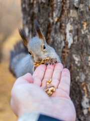 A squirrel in the autumn eats nuts from a human hand. Eurasian red squirrel, Sciurus vulgaris