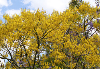 Flowers on a Yellow Jacaranda (Schizolobium parahyba) tree plant in a garden