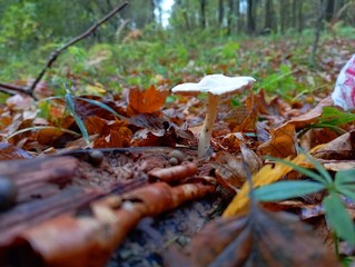 In the forest, among the fallen autumn leaves, against the background of forest trees, a white poisonous mushroom grows. Poisonous mushrooms and an active hobby in nature.