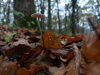 Among the fallen autumn leaves on the background of forest trees, a poisonous mushroom grows on a long thin leg with a wide cap. Poisonous mushrooms and an active hobby in nature.