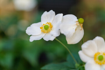 Close-up of white Japanese anemone blossoms anemone hupehensis in backlit with blurry background. High quality photo