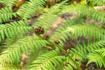 leaves of unopened fern green young foliage. Fern forest that looks fresh and peaceful.