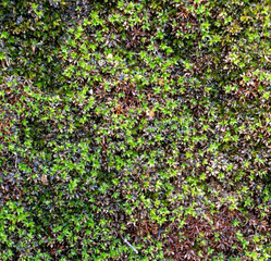 Top view of green small plant cover the ground, rocks, trees, or other surfaces. natural flat lay background.