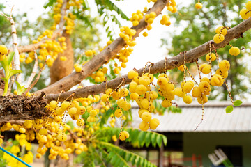 Many bunches of ripe gooseberries are on the tree, Gooseberry is a type of fruit. There are both sour and sweet varieties, high in vitamins.