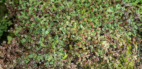 Top view of liverwort on ground, It is the same group of plants as moss. Some liverworts cover the ground, rocks, trees, or other surfaces. natural flat lay background.