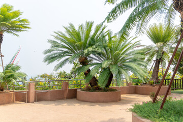 Fototapeta na wymiar Palm trees decorate in the park, Thailand.