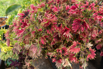 Close up of Coleus Mayana (Painted Nettle) on the plant in a pot. The red leaves have a beautiful lobed shape. beautiful colorful leaf background.