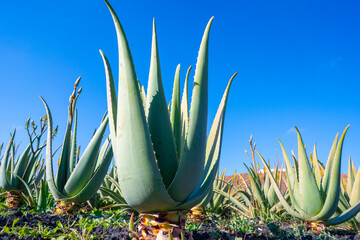Aloe Vera Plant