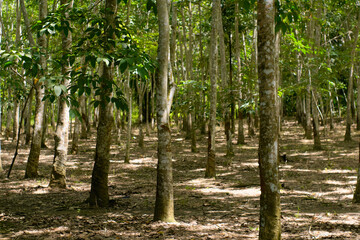 Rubber tree plantation in province jambi of indonesia . stock photo