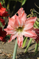 Pink and white hippeastrum bulb flower on a plant in a garden