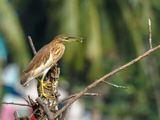 A Pond Herons(Ardeola) sitting on a branch .