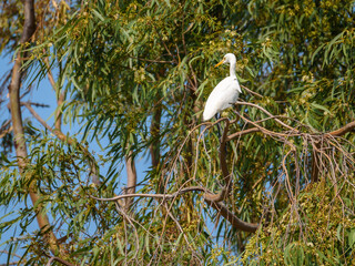 The Cattle Egret is a cosmopolitan species of heron, found in the tropics, subtropics, and...