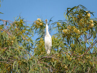 The Cattle Egret is a cosmopolitan species of heron, found in the tropics, subtropics, and...
