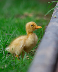duck in the grass 1
